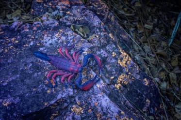 Olight Oclip Ultra - modrá